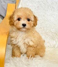 Load image into Gallery viewer, Augusta Female Toy/Mini Maltipoo