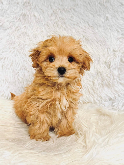 Nikola Male Toy Maltipoo