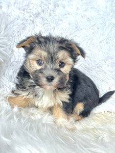 Bingo Male Toy Morkie