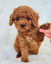 Cargar imagen en el visor de la galería, Jeffrey Male Toy/Mini Poodle