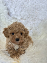 Load image into Gallery viewer, Goofy Male Toy Poodle