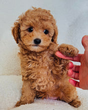 Charger l'image dans la galerie, Cooper Male Mini Poodle