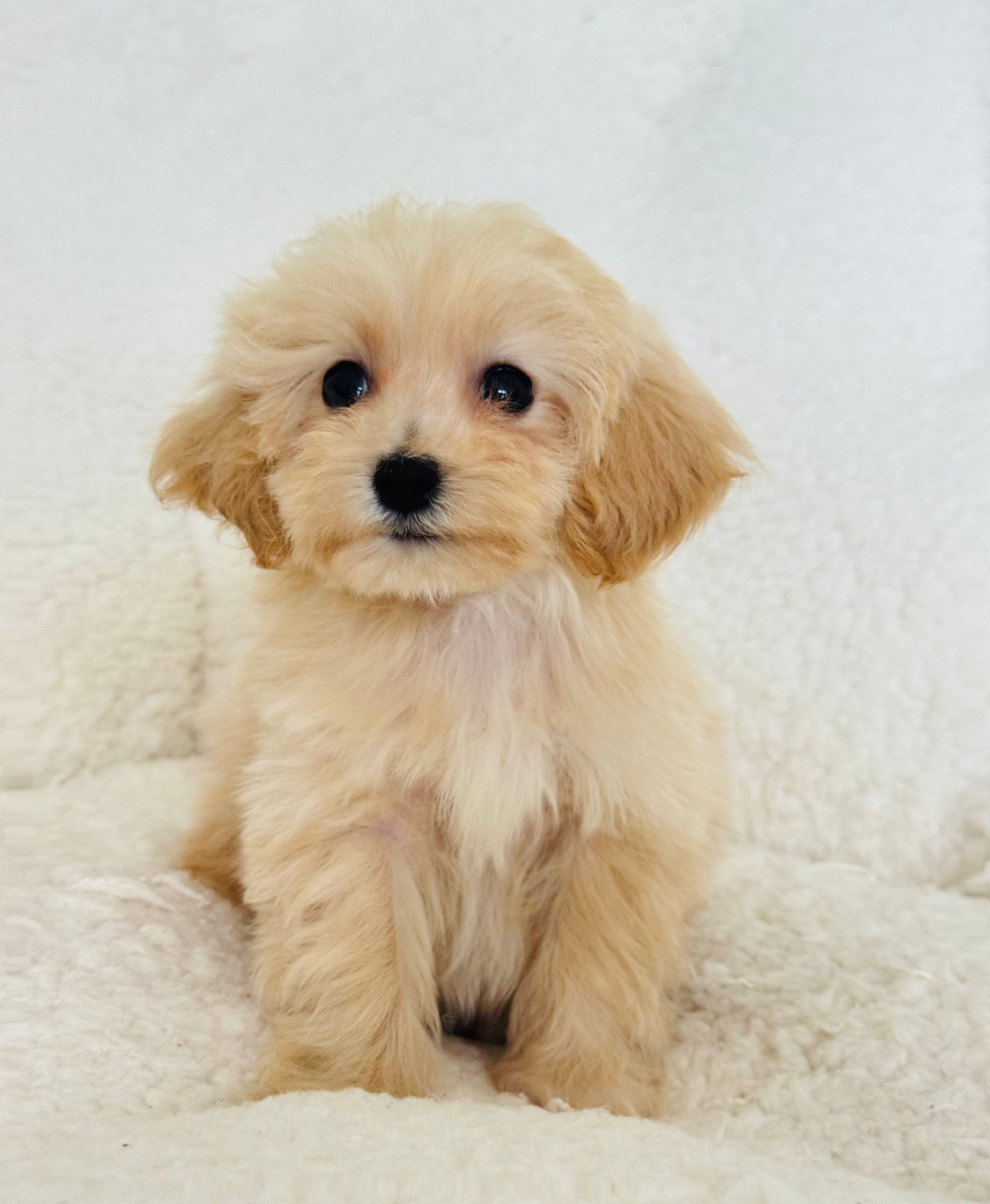 Maltipoo Puppies For Sale – Balises 