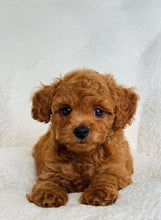 Cargar imagen en el visor de la galería, Christian Male Toy/Mini Poodle