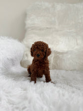 Load image into Gallery viewer, Takashi Male Toy Poodle