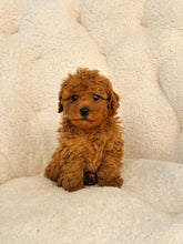 Charger l'image dans la galerie, Travis Male Mini Poodle (reserved)