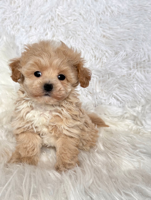Sarangi Male Toy Maltipoo (means emperor in Korean)