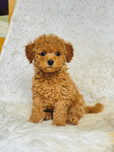Load image into Gallery viewer, Ginger Female Toy Poodle