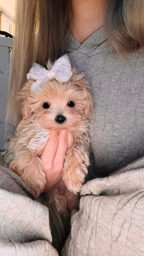 Mochi Female Toy Maltipoo