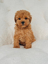 Charger l'image dans la galerie, Ophelia Female Mini Poodle
