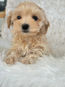 Niseko Female Toy Maltipoo