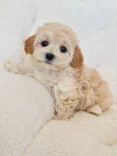 Load image into Gallery viewer, Mia Female Toy Maltipoo