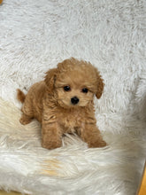 Load image into Gallery viewer, Jamie Male Toy Maltipoo