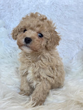 Load image into Gallery viewer, Pluto Male Toy Poodle