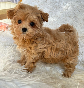 Charlotte Female Toy Maltipoo
