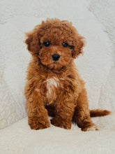Load image into Gallery viewer, Rouge Female Toy/Mini Poodle