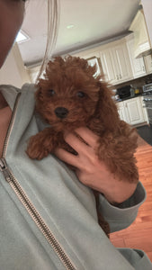 Faith & Hope Female Tiny Toy Poodles