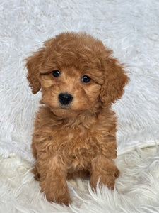 Ani Female Toy/Mini Poodle