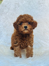 Load image into Gallery viewer, Rosie Female Toy Poodle
