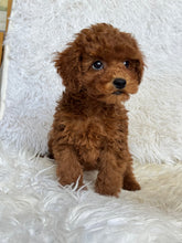 Load image into Gallery viewer, Theo Male Toy Poodle