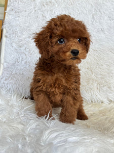 Theo Male Toy Poodle