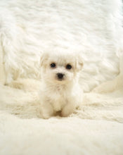 Load image into Gallery viewer, Ivan Toy Maltese