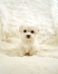 Ivan Toy Maltese