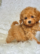 Load image into Gallery viewer, Willy Male Toy Poodle