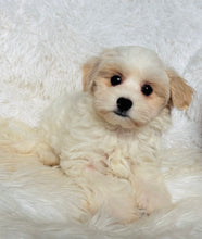Load image into Gallery viewer, Maya Female Toy Maltipoo
