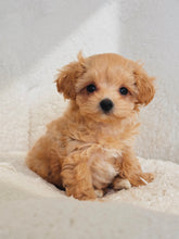 Load image into Gallery viewer, Tina Female Teacup Maltipoo