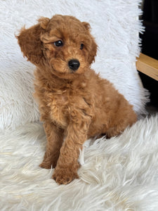 Oliver Male Mini Poodle
