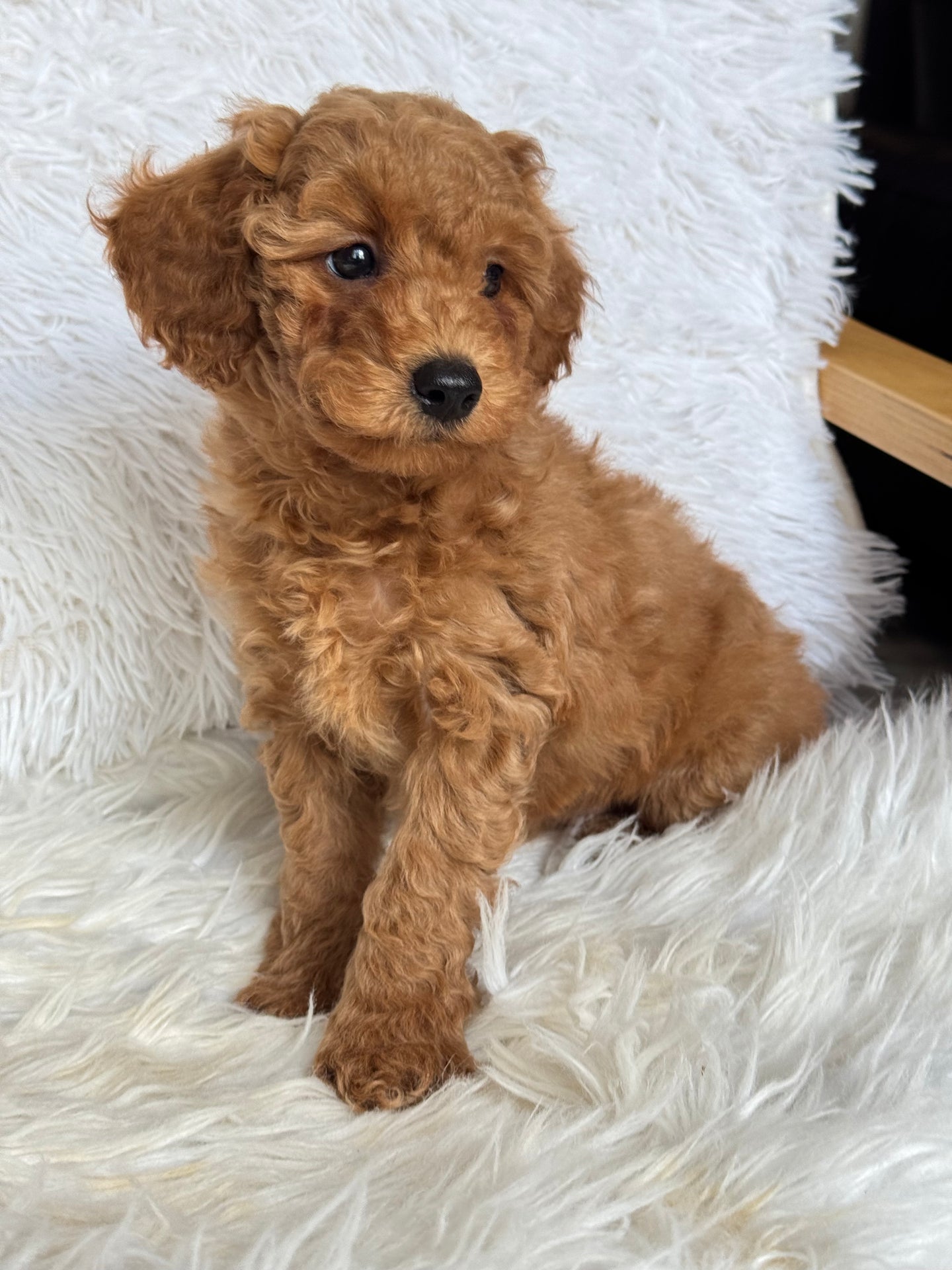 Oliver Male Mini Poodle