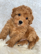 Load image into Gallery viewer, Tatsuya Male Toy/Mini Poodle