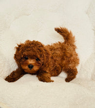 Load image into Gallery viewer, Thor Male Toy/Mini Poodle