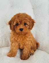 Load image into Gallery viewer, Maple Female Toy Poodle (reserved)
