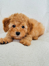 Load image into Gallery viewer, Jasper Male Toy/Mini Poodle