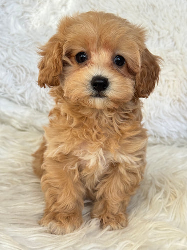 Amelia Female Toy Maltipoo