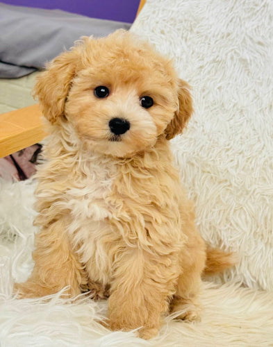 Shohei Male Toy Maltipoo