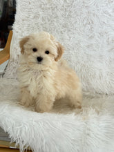 Load image into Gallery viewer, Homer Male Toy Maltipoo