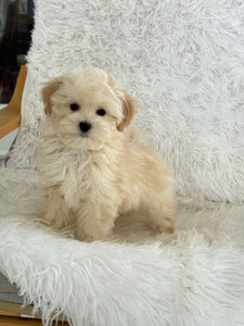 Homer Male Toy Maltipoo