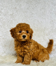 Load image into Gallery viewer, Jamie Male Toy Poodle
