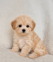 Cargar imagen en el visor de la galería, Mimi Female Toy Maltipoo