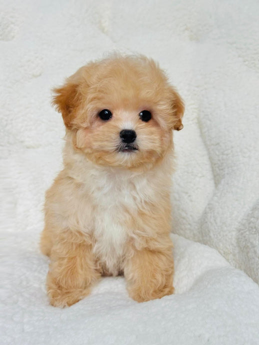Peanut Male Toy Maltipoo