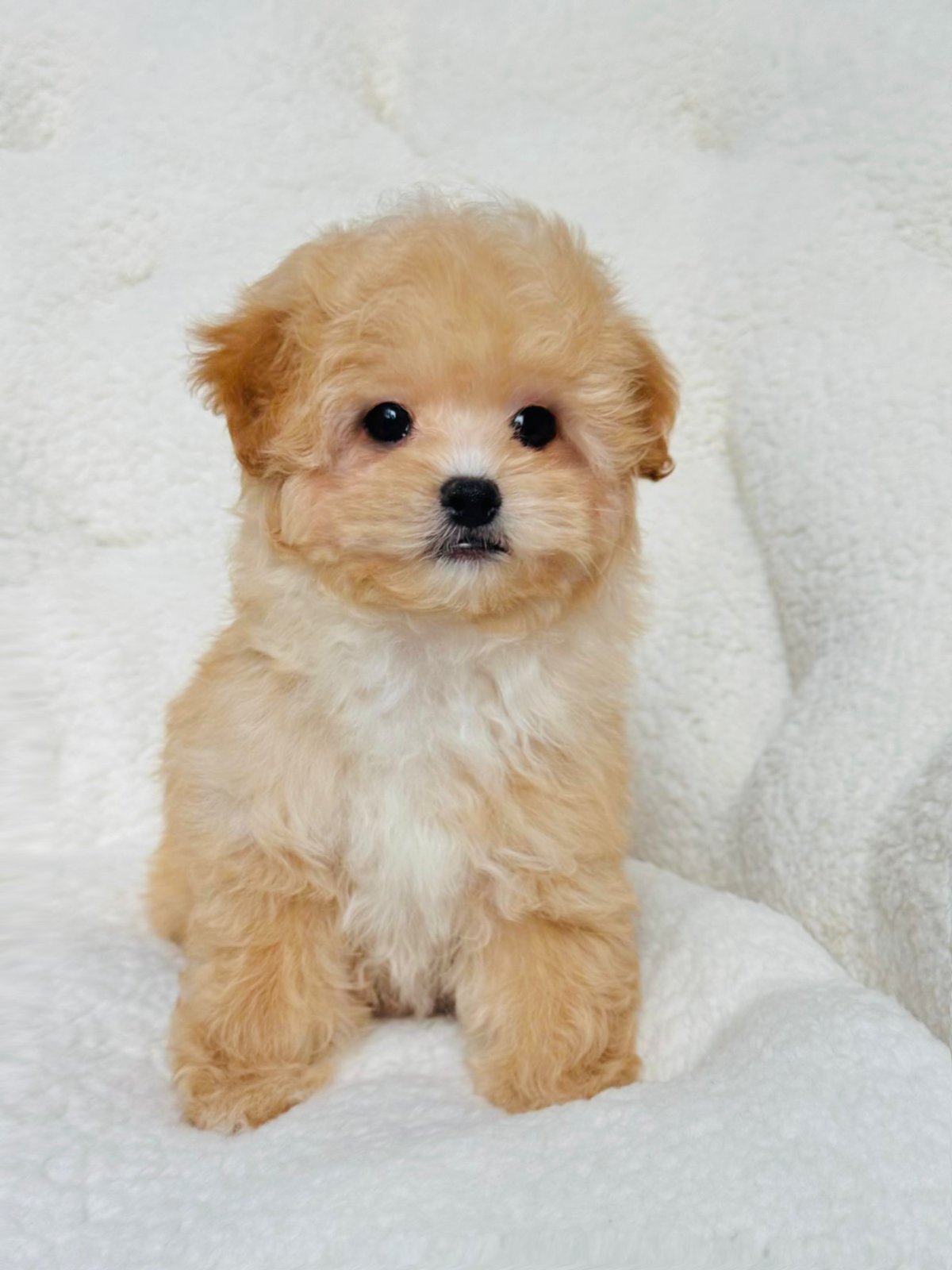 Peanut Male Toy Maltipoo