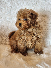 Load image into Gallery viewer, Patrick Male Toy/Mini Poodle