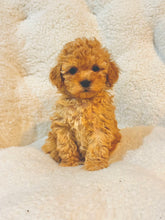 Charger l'image dans la galerie, Rolo Male Toy/Mini Poodle (reserved)