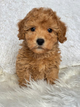 Load image into Gallery viewer, Tatsuya Male Toy/Mini Poodle