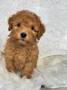 Kenzo Male Toy/Mini Poodle