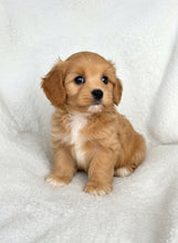 Charger l'image dans la galerie, Mojo Male Toy Maltipoo