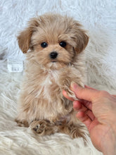 Cargar imagen en el visor de la galería, Jasper Male Toy Maltipoo